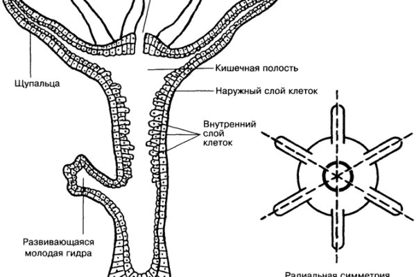 Ссылки сайтов даркнета