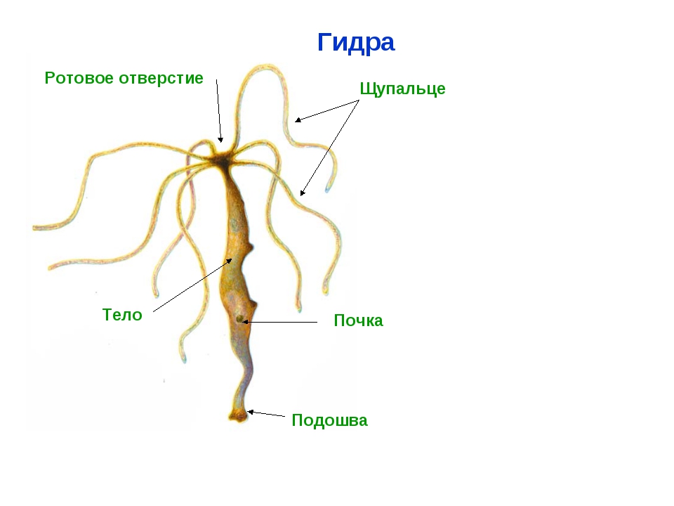 Ссылка на кракен kraken 6 onion