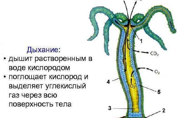 Кракен даркнет слушать